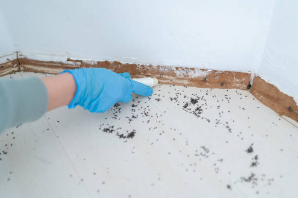 Best Spider Control Near Me  in Edmonton, KY